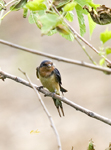 Barn Swallow 6881